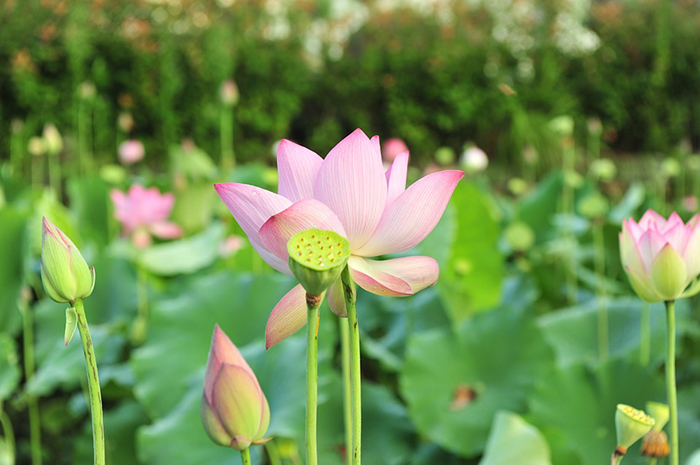 迷醉在四月 為四月寫一段開場(chǎng)白